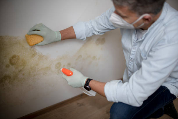 Best Basement Mold Remediation in Selmer, TN