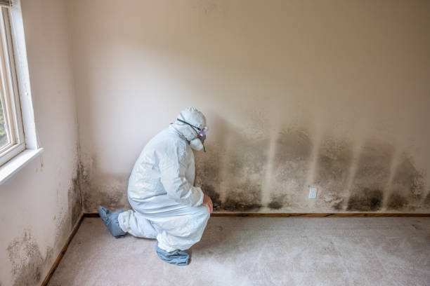 Best Post-Flood Mold Remediation in Selmer, TN